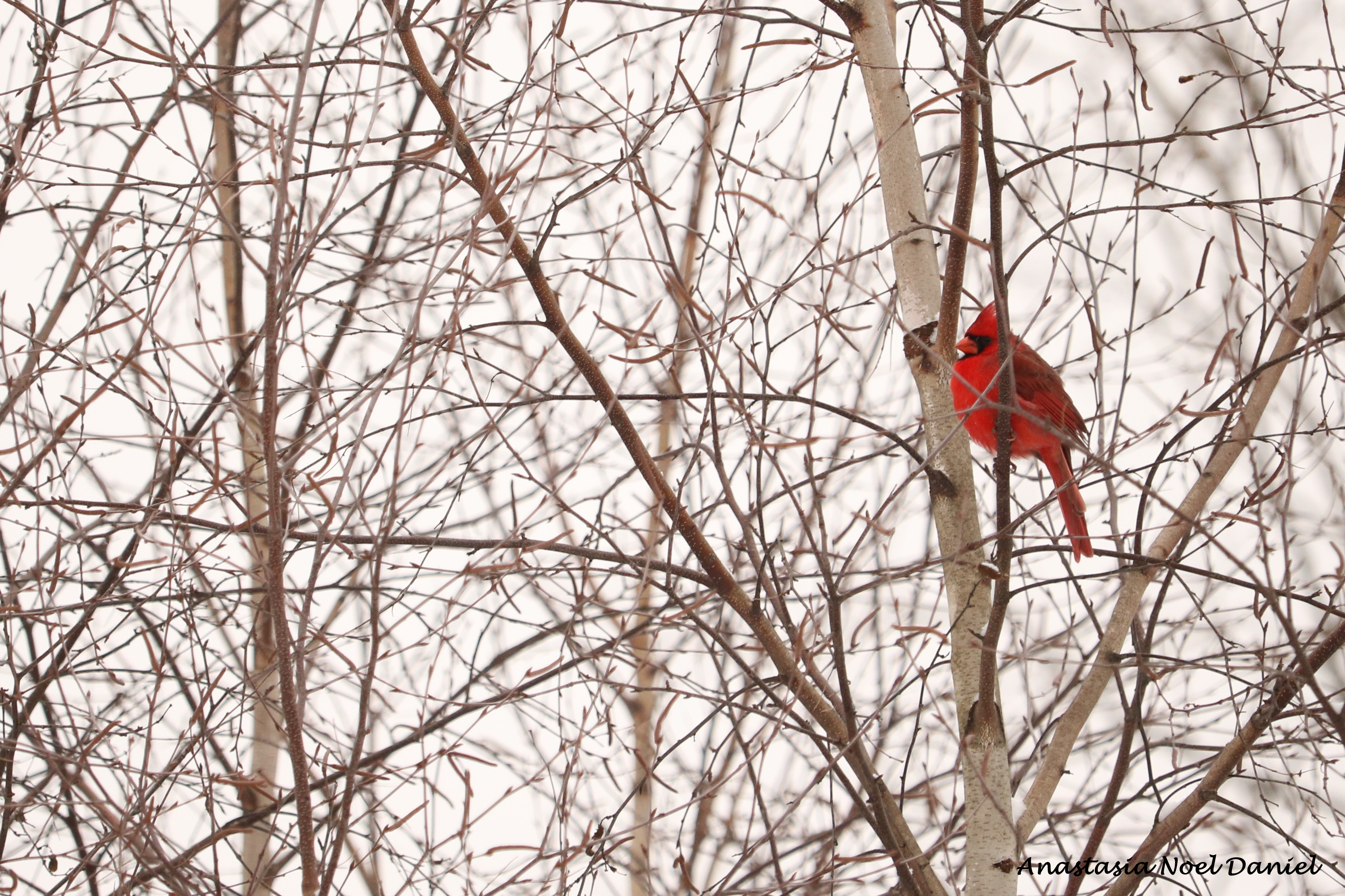 Cardinal Close up close up.png