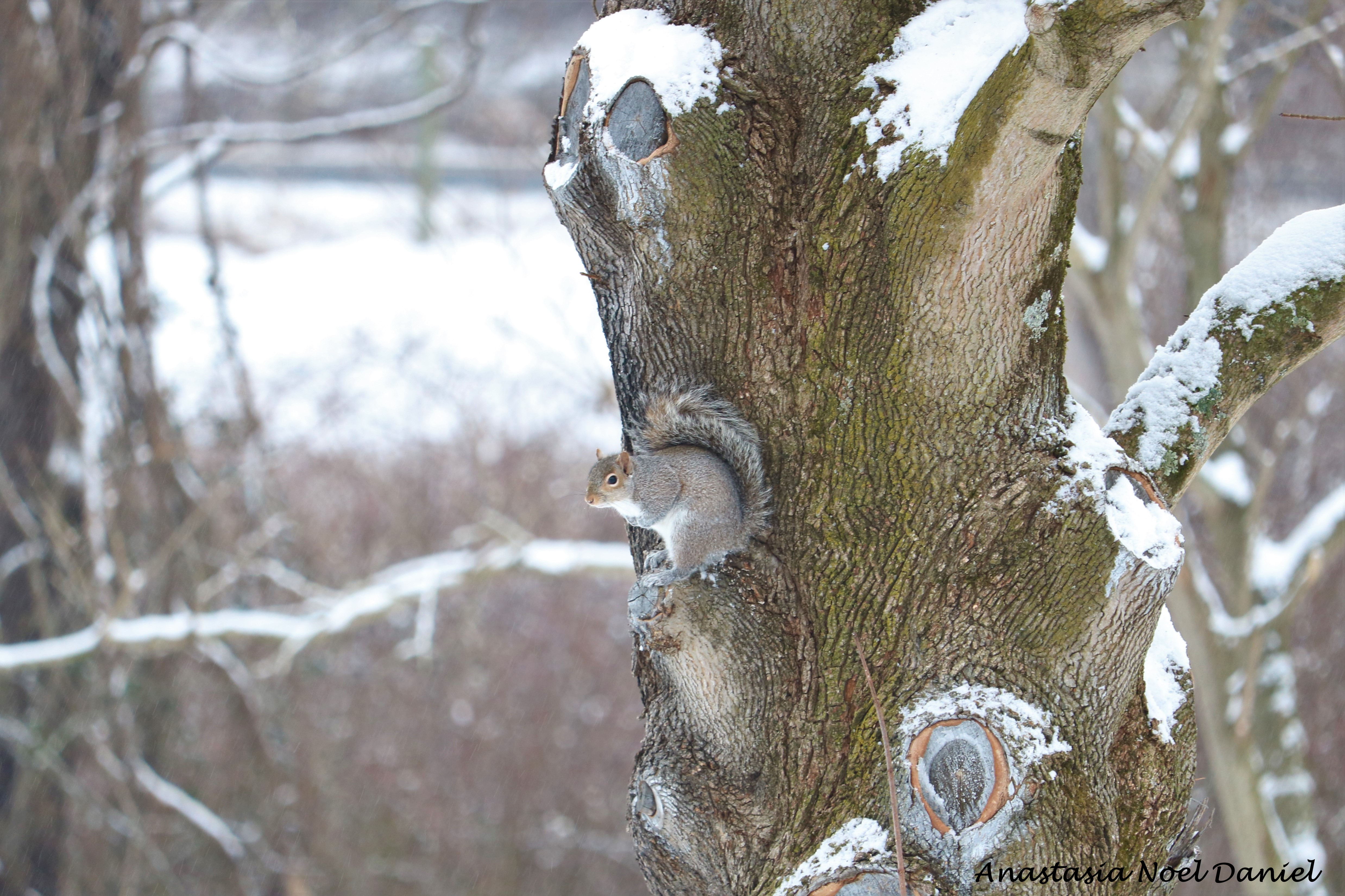 Squirrel In The Winter.png