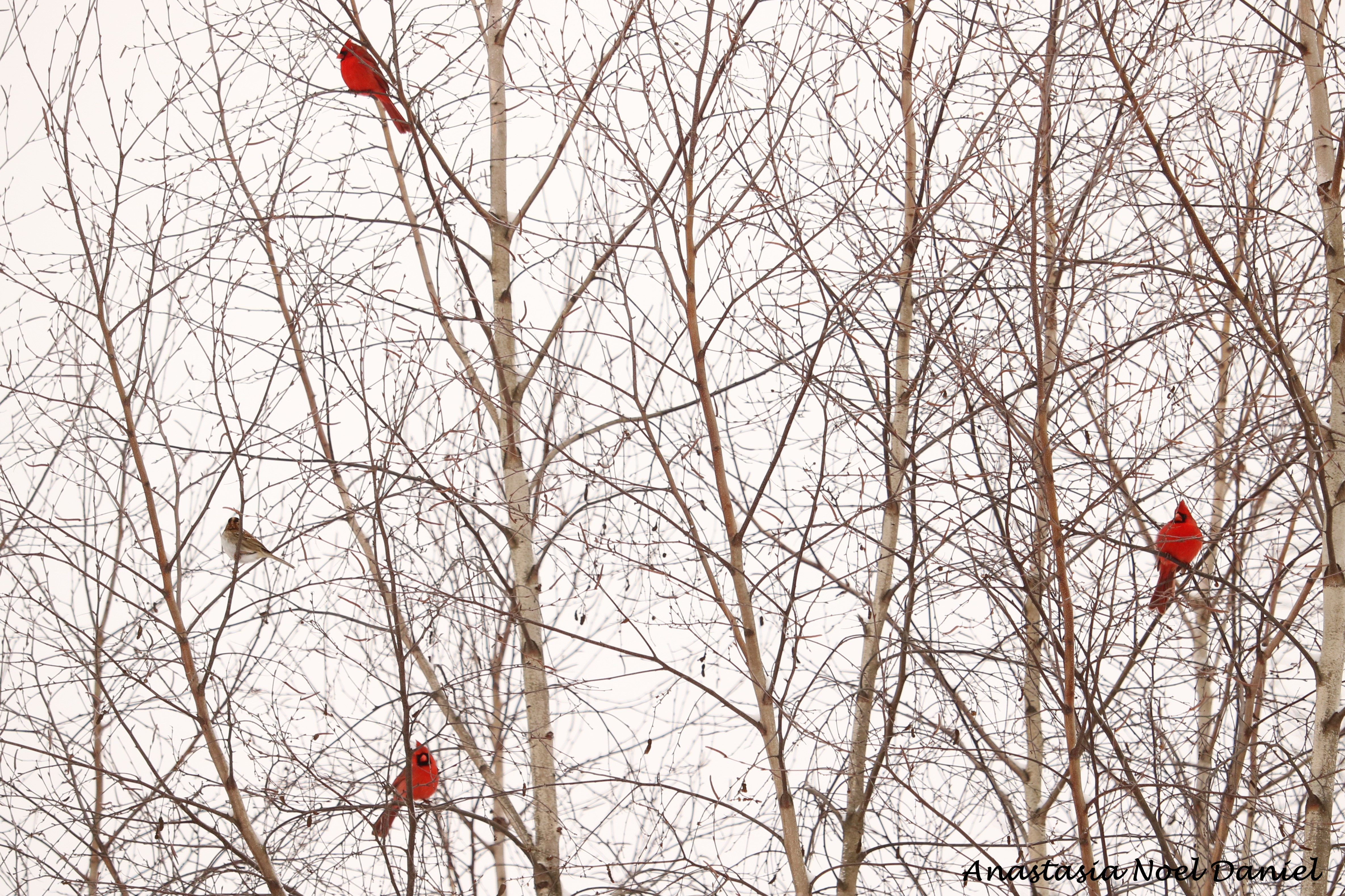 Three Cardinals.png